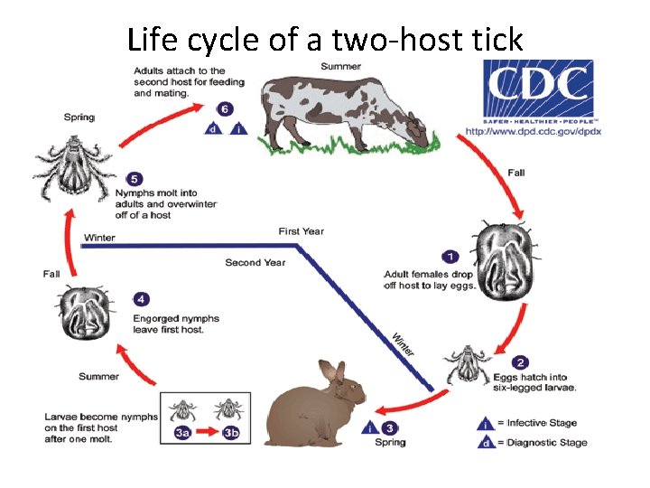 Life cycle of a two-host tick 