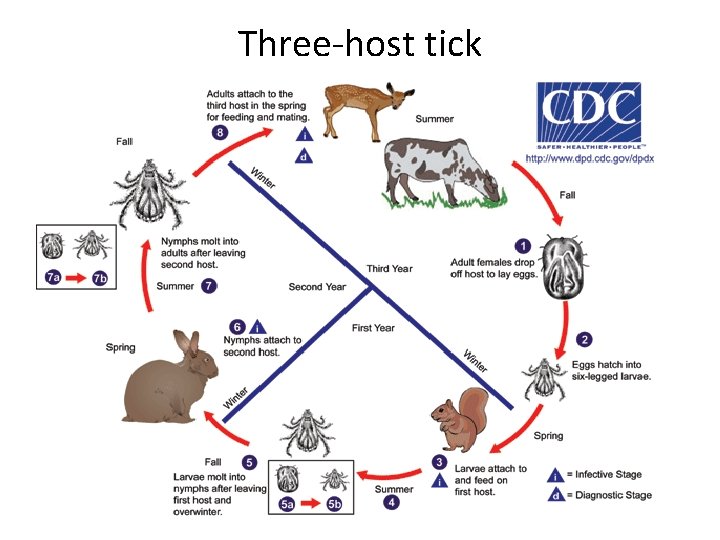 Three-host tick 