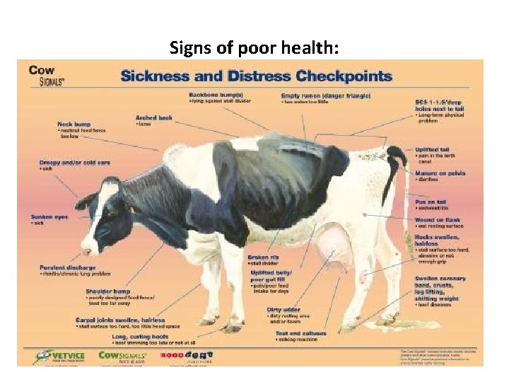 Signs of poor health: 