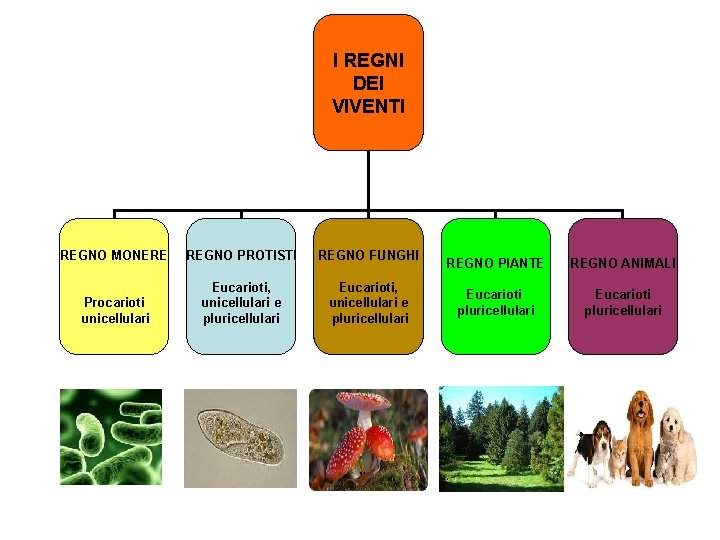 I REGNI DEI VIVENTI REGNO MONERE REGNO PROTISTI REGNO FUNGHI Procarioti unicellulari Eucarioti, unicellulari