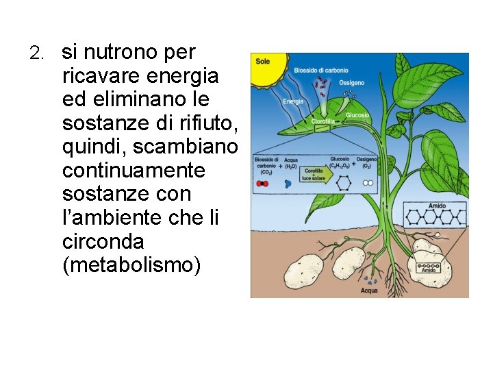 2. si nutrono per ricavare energia ed eliminano le sostanze di rifiuto, quindi, scambiano