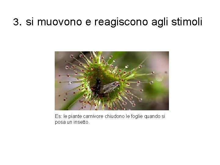 3. si muovono e reagiscono agli stimoli Es: le piante carnivore chiudono le foglie