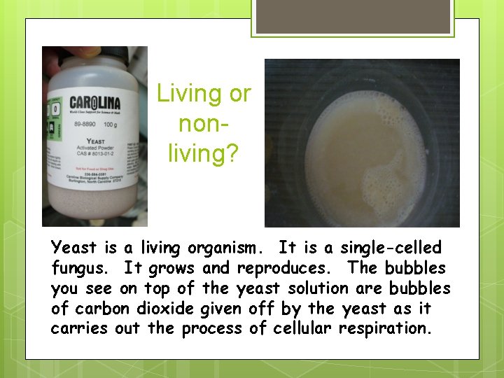 Living or nonliving? Yeast is a living organism. It is a single-celled fungus. It