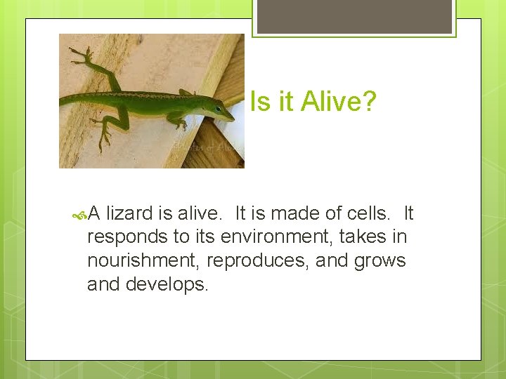Is it Alive? A lizard is alive. It is made of cells. It responds