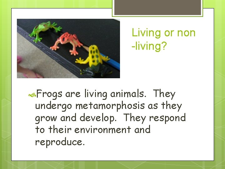 Living or non -living? Frogs are living animals. They undergo metamorphosis as they grow