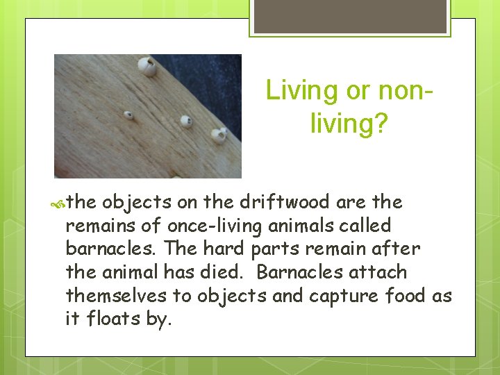 Living or nonliving? the objects on the driftwood are the remains of once-living animals