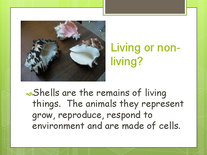 Living or nonliving? Shells are the remains of living things. The animals they represent