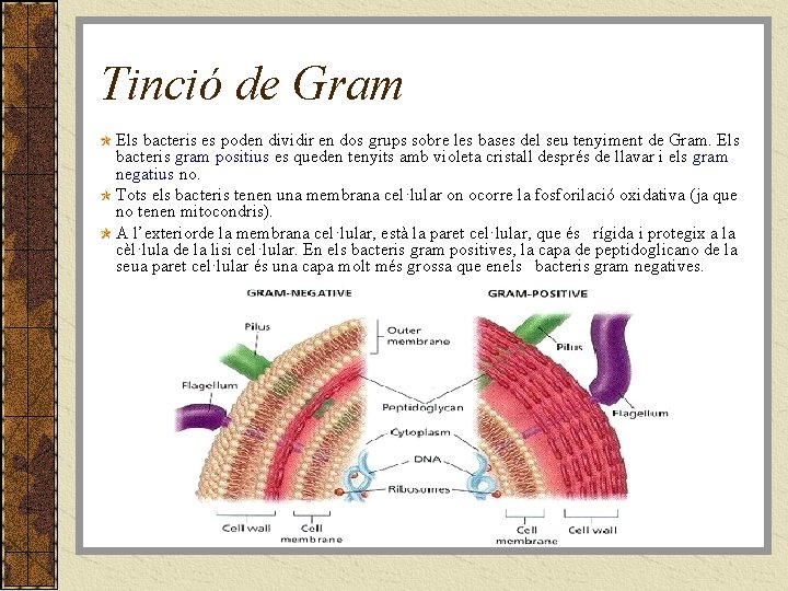 Tinció de Gram Els bacteris es poden dividir en dos grups sobre les bases