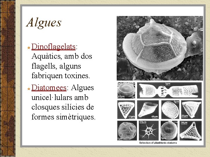 Algues Dinoflagelats: Aquàtics, amb dos flagells, alguns fabriquen toxines. Diatomees: Algues unicel·lulars amb closques