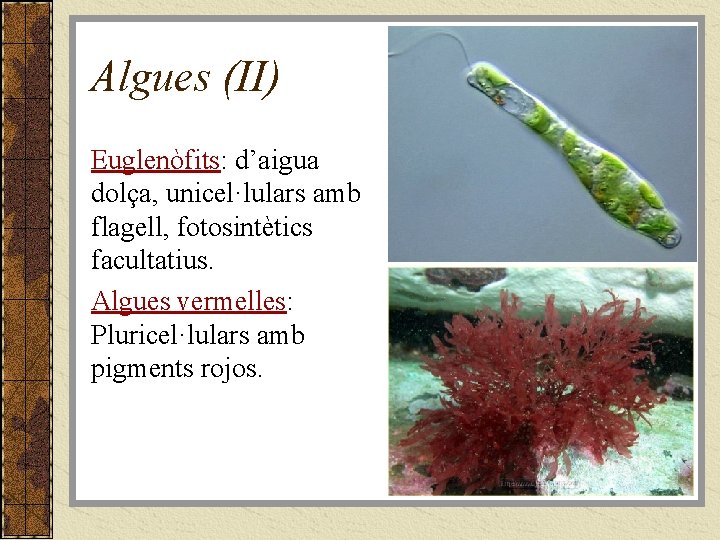 Algues (II) Euglenòfits: d’aigua dolça, unicel·lulars amb flagell, fotosintètics facultatius. Algues vermelles: Pluricel·lulars amb
