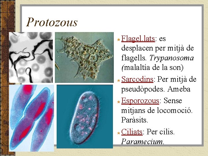 Protozous Flagel. lats: es desplacen per mitjà de flagells. Trypanosoma (malaltía de la son)