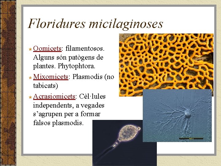 Floridures micilaginoses Oomicets: filamentosos. Alguns són patògens de plantes. Phytophtora. Mixomicets: Plasmodis (no tabicats)