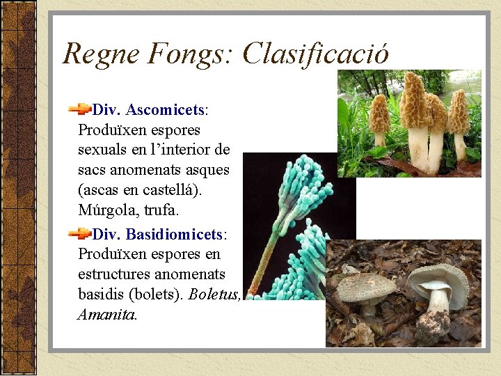 Regne Fongs: Clasificació Div. Ascomicets: Produïxen espores sexuals en l’interior de sacs anomenats asques