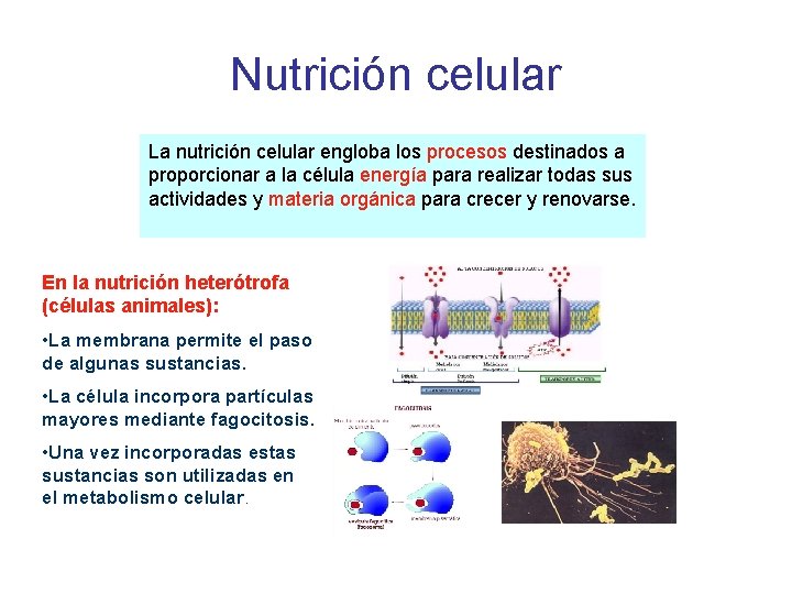 Nutrición celular La nutrición celular engloba los procesos destinados a proporcionar a la célula