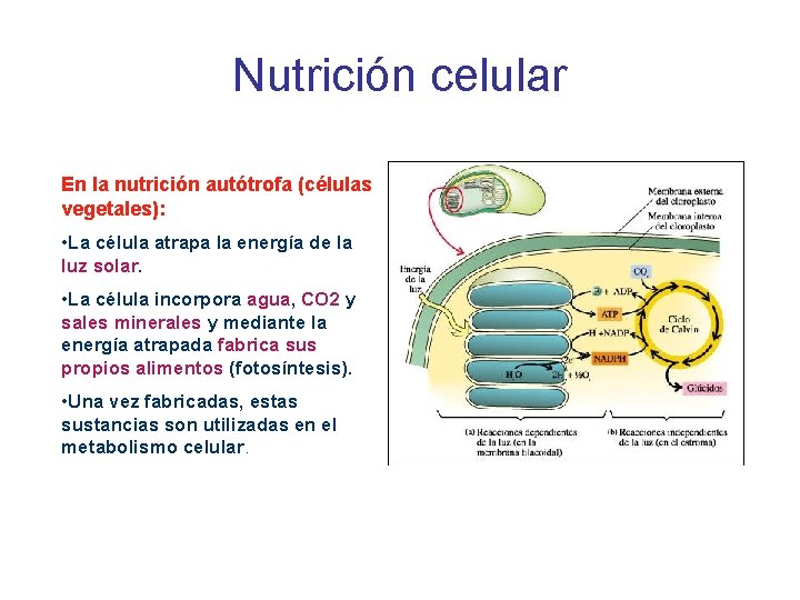 Nutrición celular En la nutrición autótrofa (células vegetales): • La célula atrapa la energía