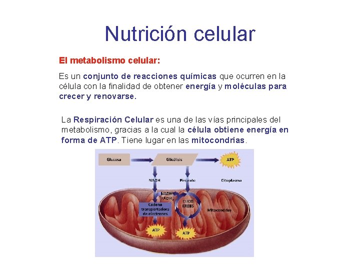 Nutrición celular El metabolismo celular: Es un conjunto de reacciones químicas que ocurren en