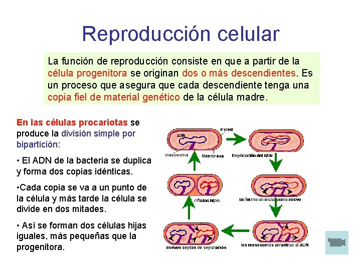 Reproducción celular La función de reproducción consiste en que a partir de la célula