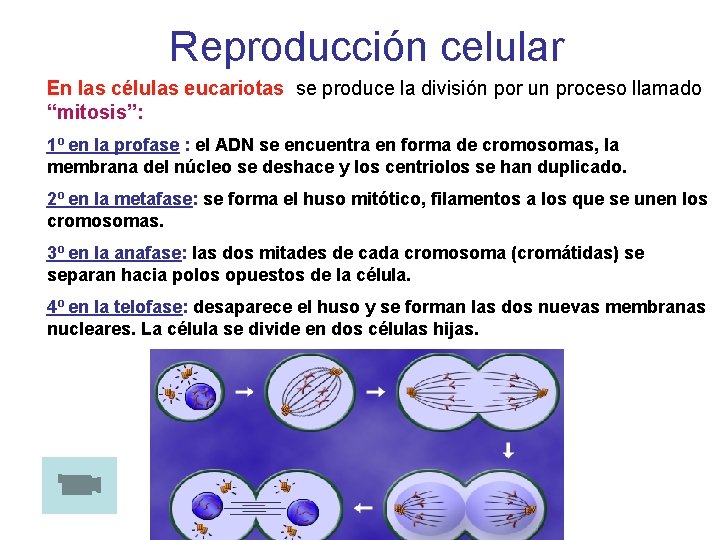Reproducción celular En las células eucariotas se produce la división por un proceso llamado