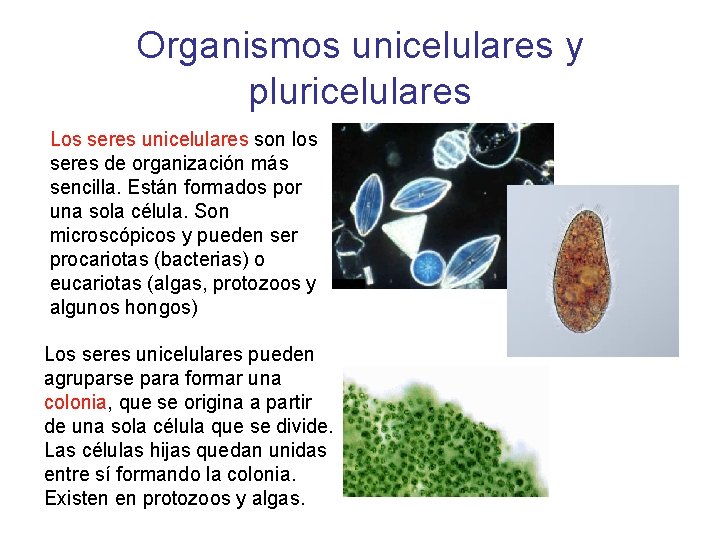 Organismos unicelulares y pluricelulares Los seres unicelulares son los seres de organización más sencilla.