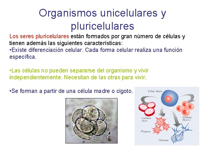 Organismos unicelulares y pluricelulares Los seres pluricelulares están formados por gran número de células