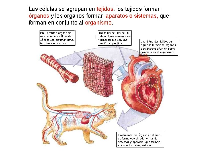Las células se agrupan en tejidos, los tejidos forman órganos y los órganos forman