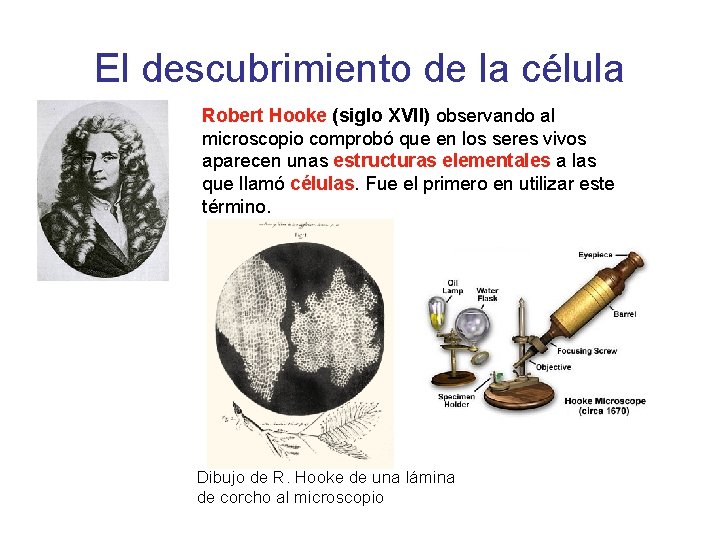 El descubrimiento de la célula Robert Hooke (siglo XVII) observando al microscopio comprobó que