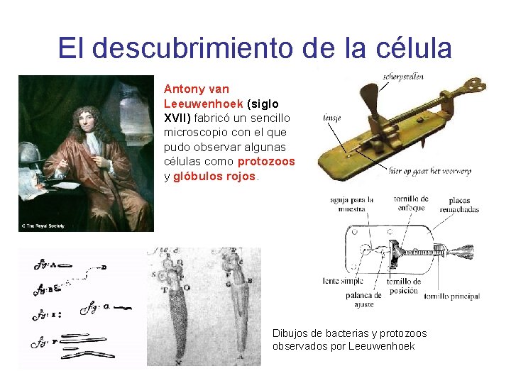 El descubrimiento de la célula Antony van Leeuwenhoek (siglo XVII) fabricó un sencillo microscopio