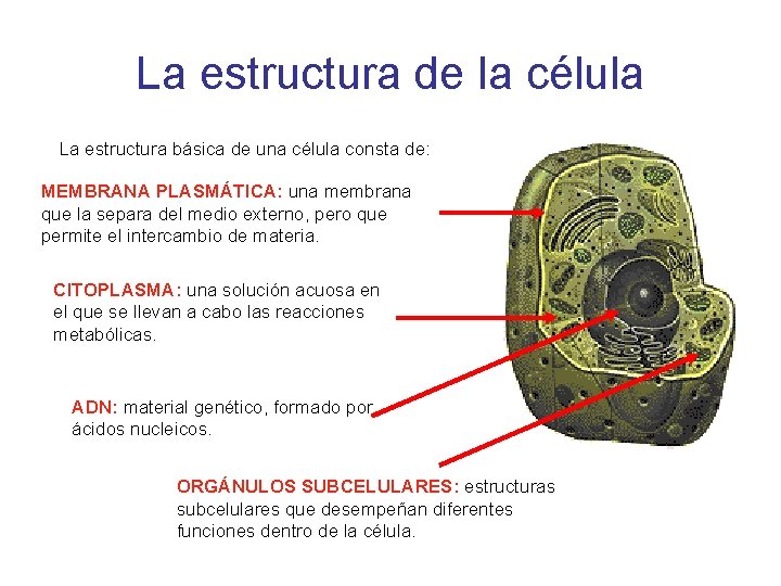 La estructura de la célula La estructura básica de una célula consta de: MEMBRANA