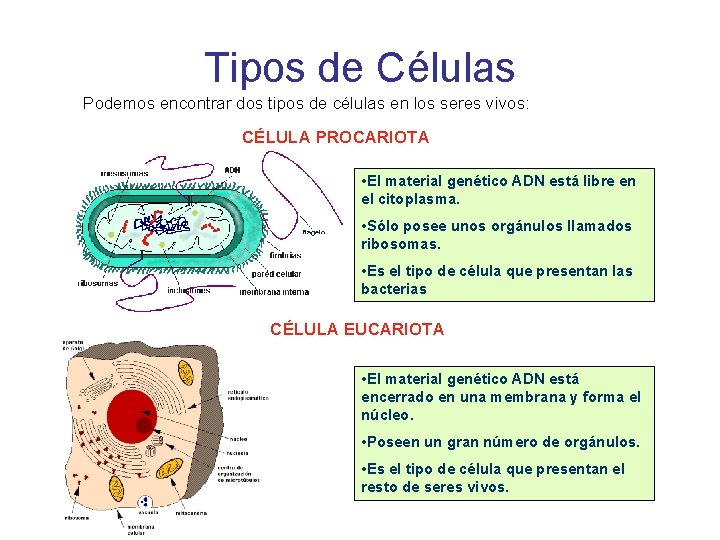 Tipos de Células Podemos encontrar dos tipos de células en los seres vivos: CÉLULA