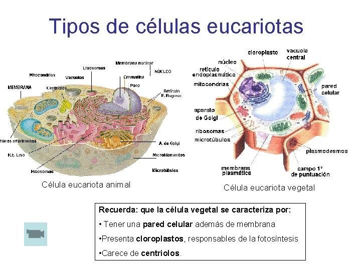 Tipos de células eucariotas Célula eucariota animal Célula eucariota vegetal Recuerda: que la célula