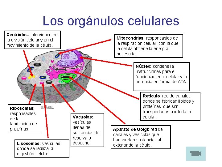 Los orgánulos celulares Centriolos: intervienen en la división celular y en el movimiento de