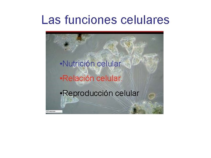 Las funciones celulares • Nutrición celular • Relación celular. • Reproducción celular 