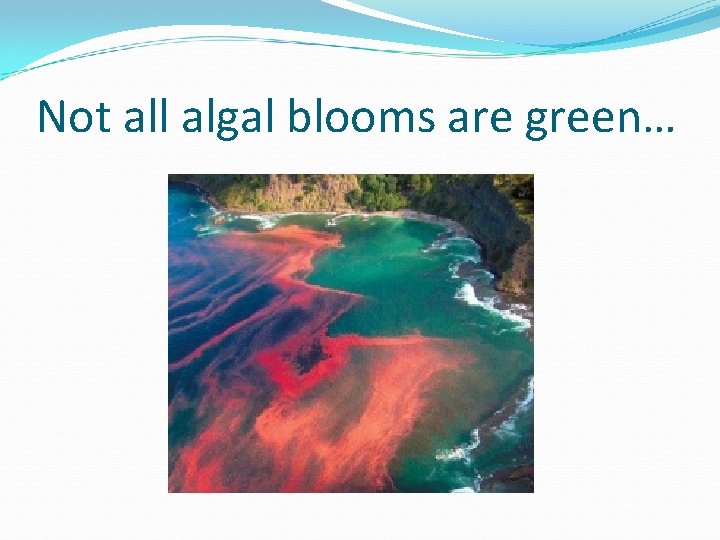 Not all algal blooms are green… 