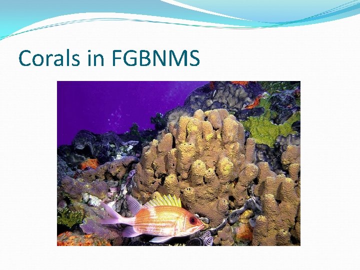 Corals in FGBNMS 