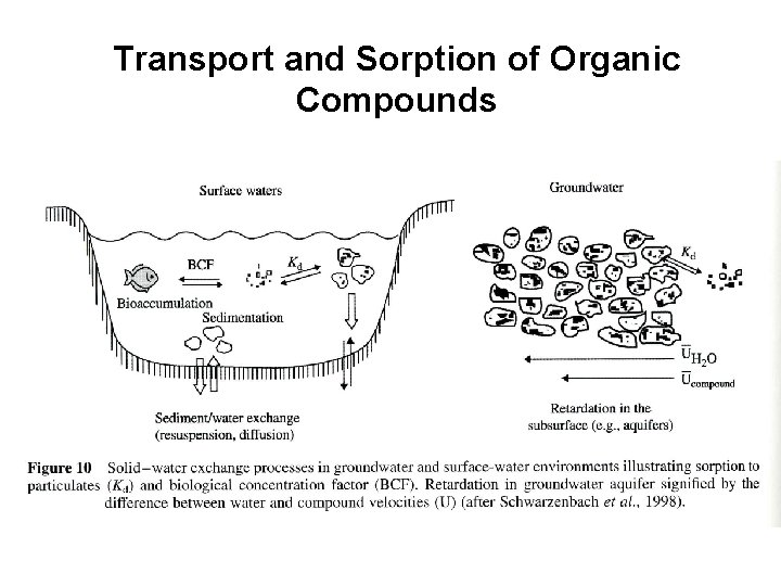 Transport and Sorption of Organic Compounds 