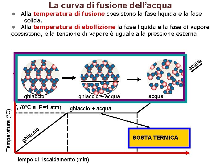 La curva di fusione dell’acqua • Alla temperatura di fusione coesistono la fase liquida