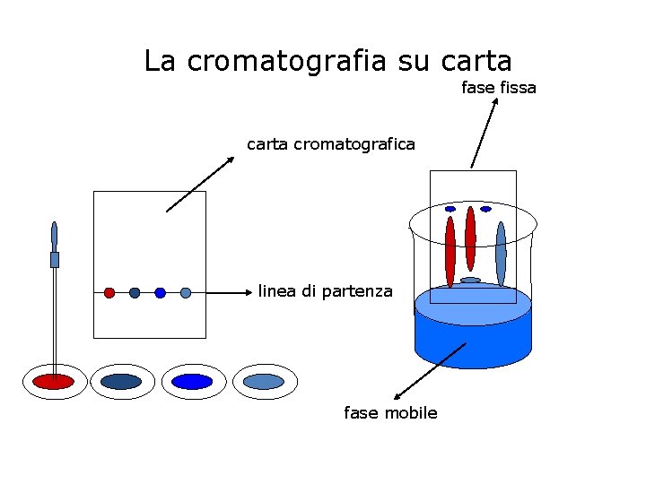 La cromatografia su carta fase fissa carta cromatografica linea di partenza fase mobile 