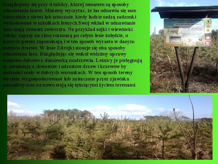 Znajdujemy się przy 4 tablicy, której tematem są sposoby odnawiania lasów. Możemy wyczytać, że
