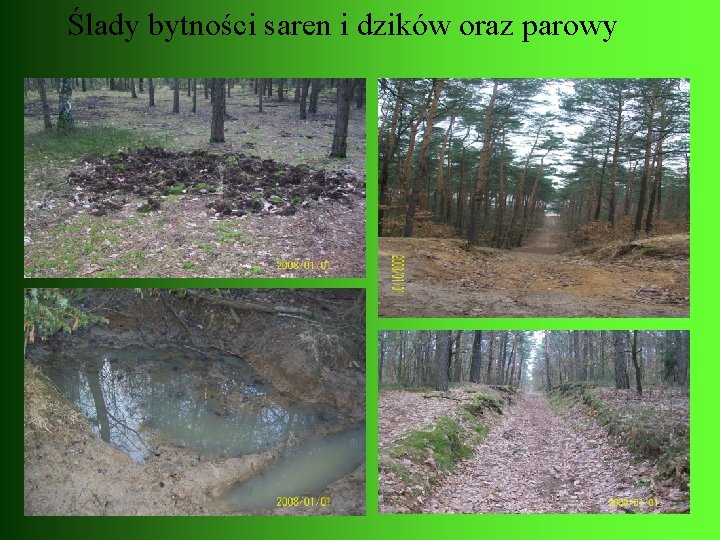 Ślady bytności saren i dzików oraz parowy 