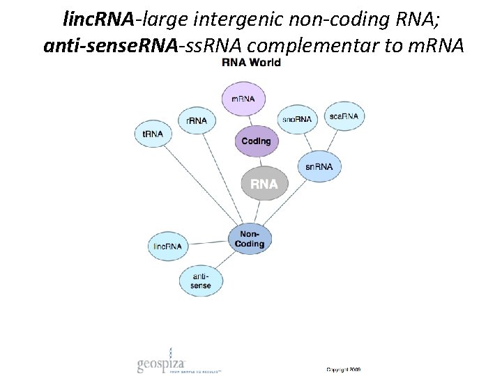 linc. RNA-large intergenic non-coding RNA; anti-sense. RNA-ss. RNA complementar to m. RNA 