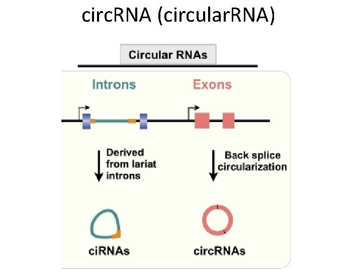 circ. RNA (circular. RNA) 
