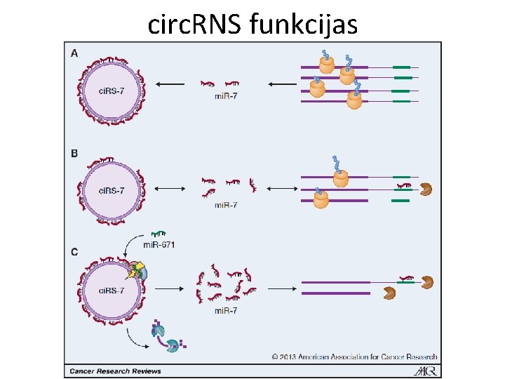 circ. RNS funkcijas 