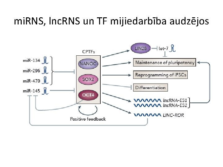 mi. RNS, lnc. RNS un TF mijiedarbība audzējos 