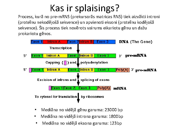 Kas ir splaisings? Process, kurā no pre-m. RNS (prekursorās matricas RNS) tiek aizvākti introni