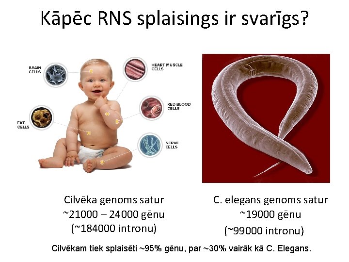 Kāpēc RNS splaisings ir svarīgs? Cilvēka genoms satur ~21000 – 24000 gēnu (~184000 intronu)