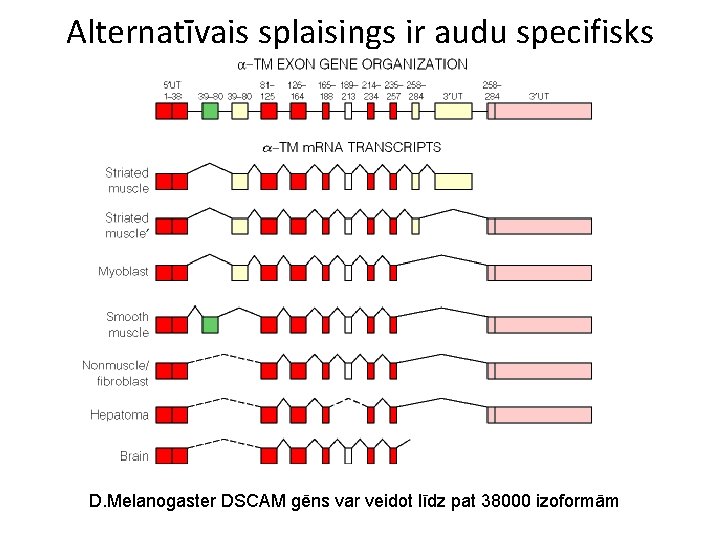 Alternatīvais splaisings ir audu specifisks D. Melanogaster DSCAM gēns var veidot līdz pat 38000