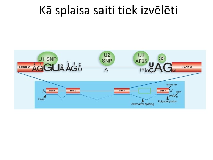 Kā splaisa saiti tiek izvēlēti 