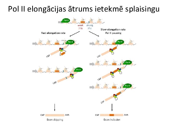 Pol II elongācijas ātrums ietekmē splaisingu 