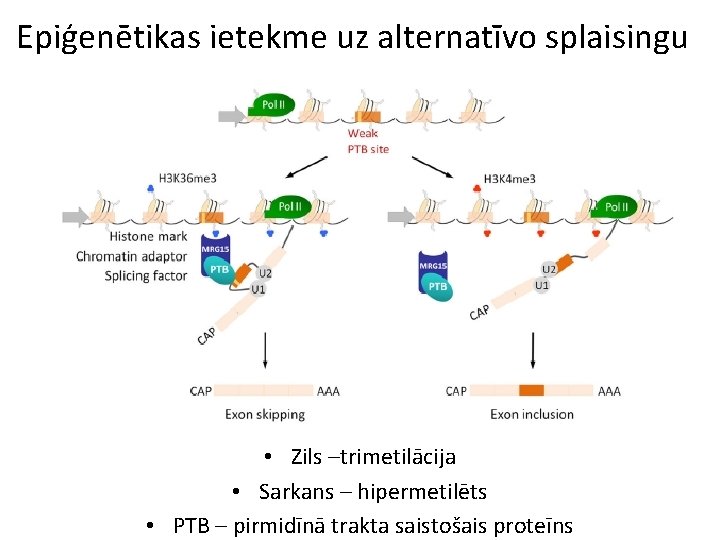 Epiģenētikas ietekme uz alternatīvo splaisingu • Zils –trimetilācija • Sarkans – hipermetilēts • PTB