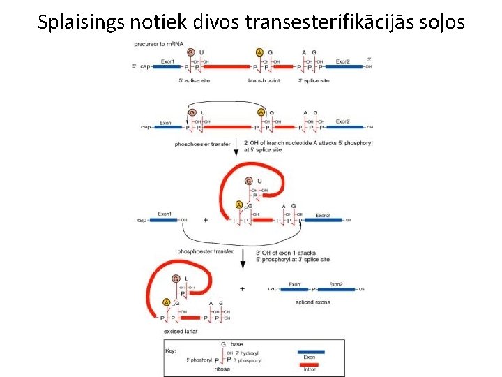 Splaisings notiek divos transesterifikācijās soļos 